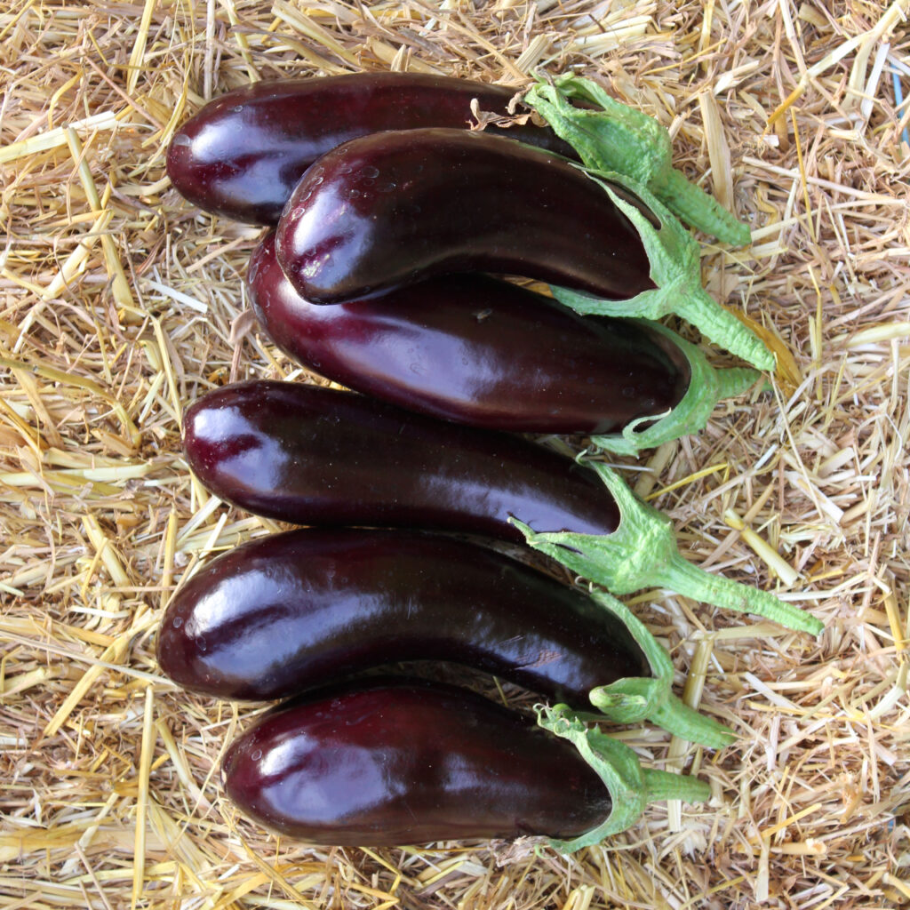 Aubergine longue