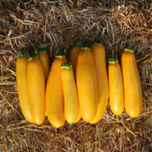 Courgette jaune