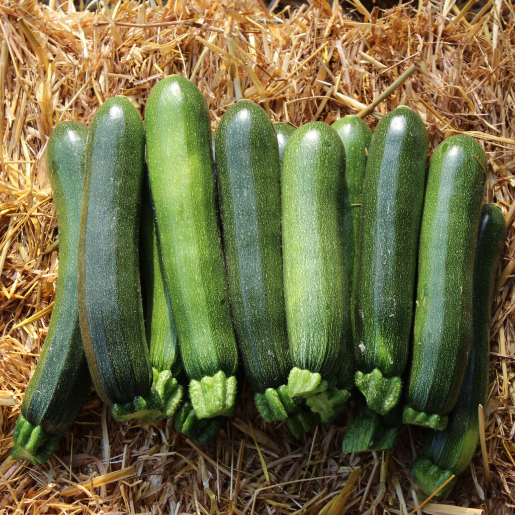 Courgette verte