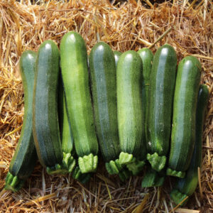 Courgette verte