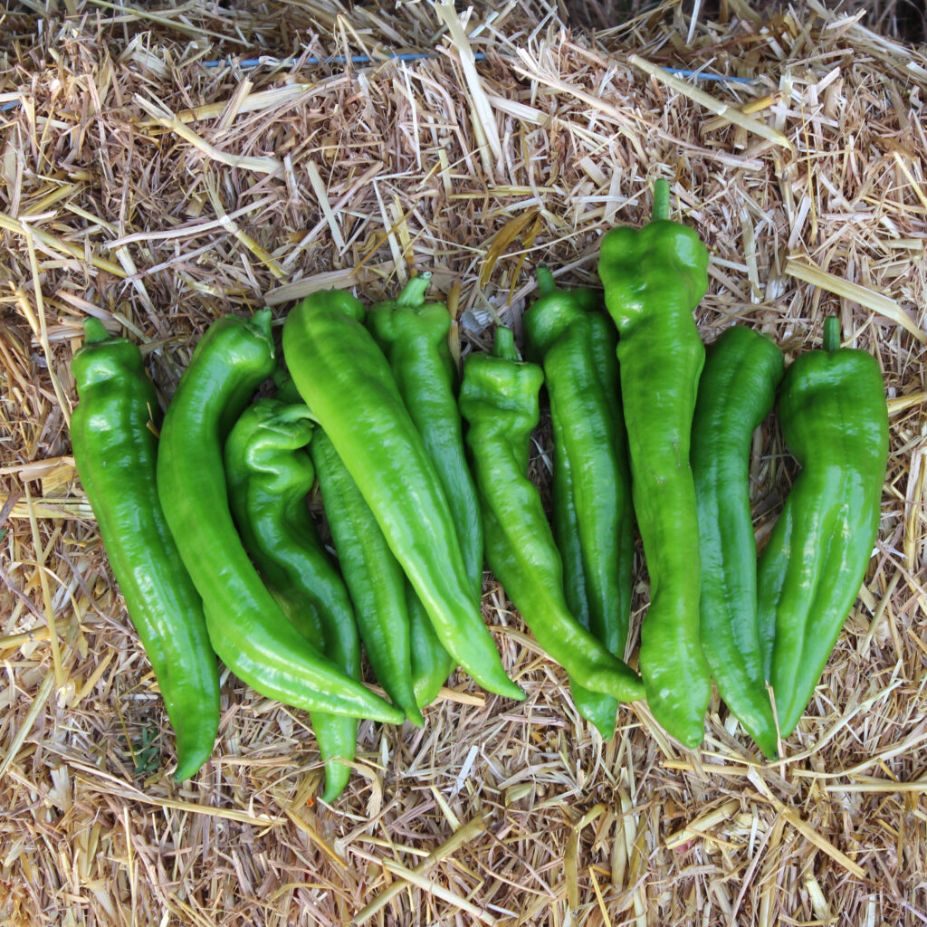 Poivron Lipari