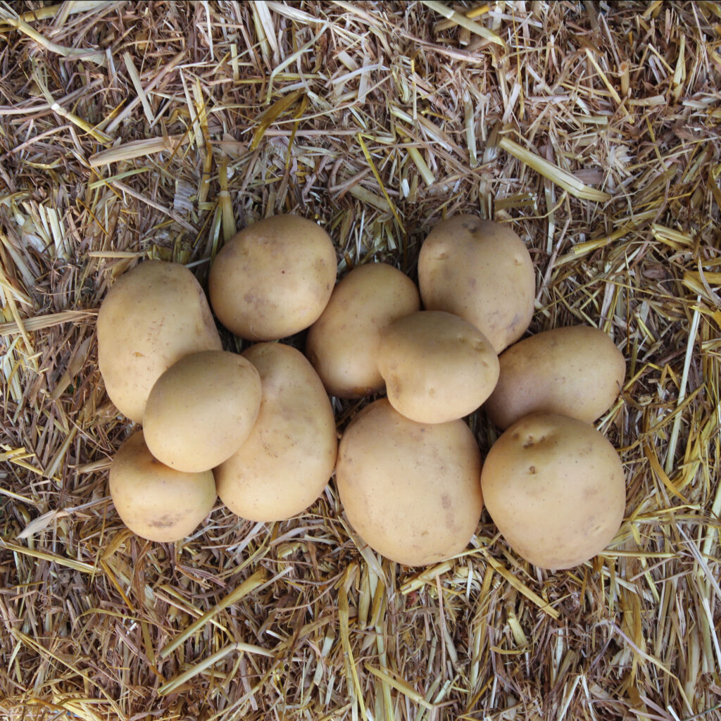Pomme de terre Marabel