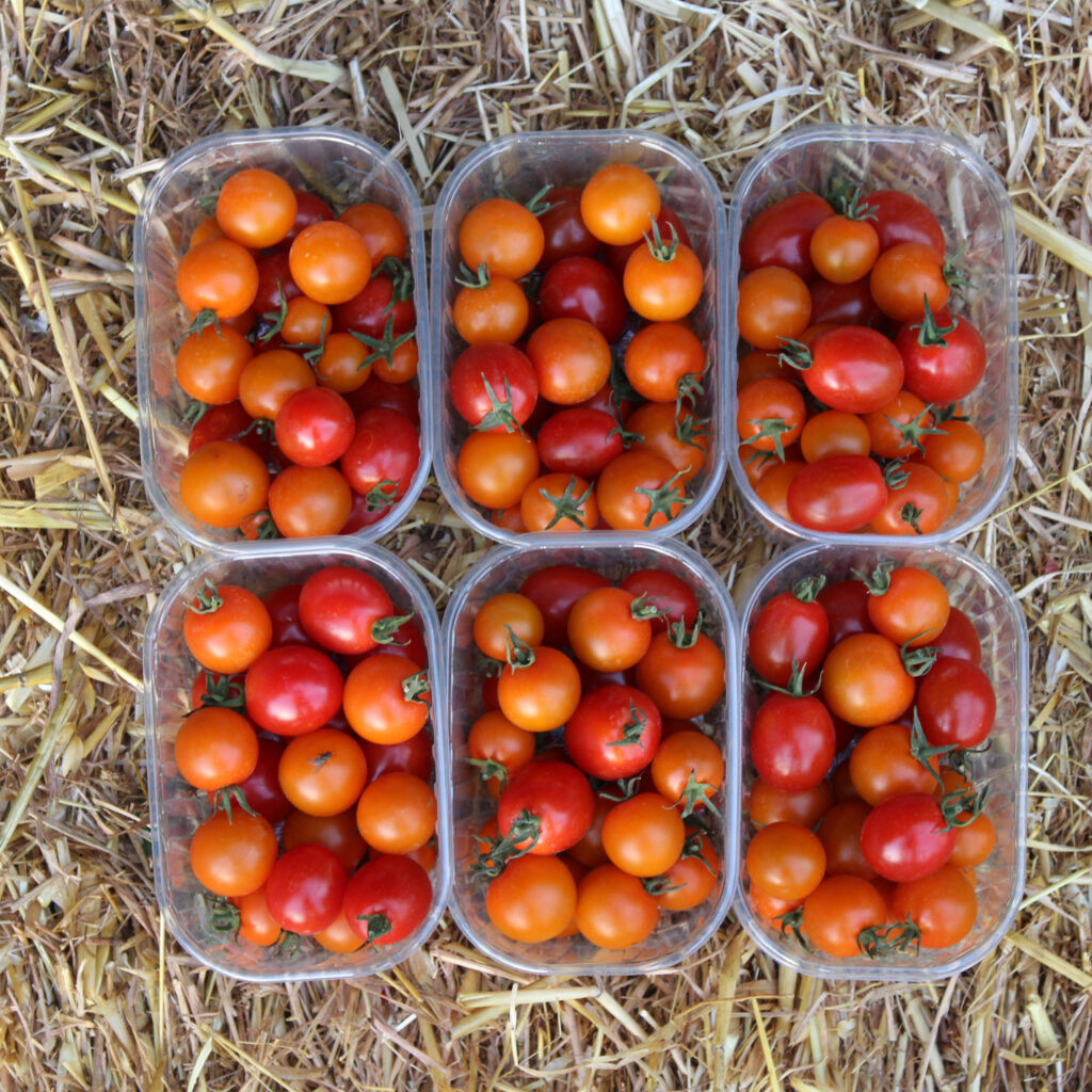 Tomate cerise