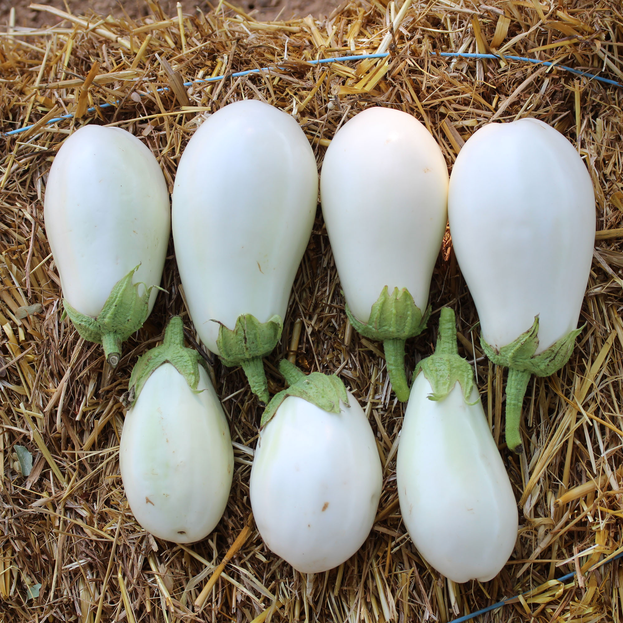Aubergine blanche