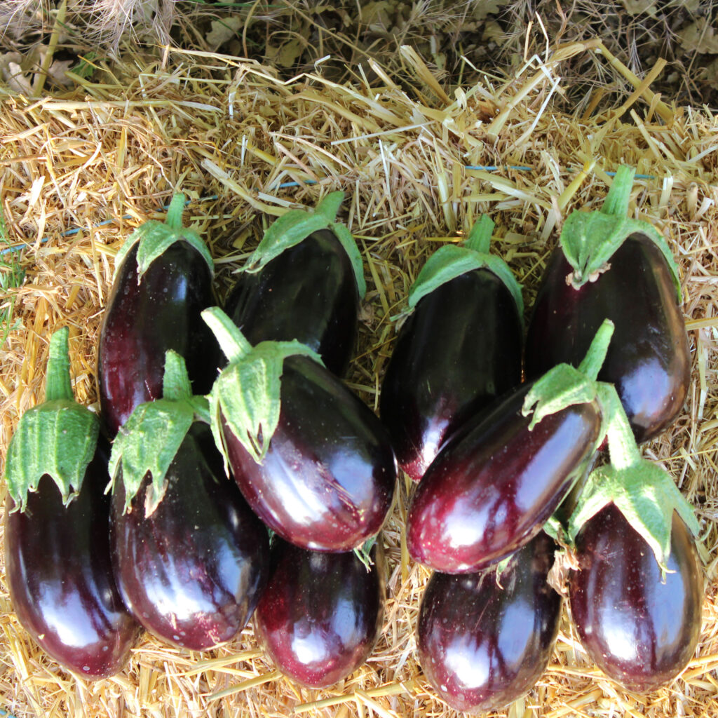 Aubergine ronde