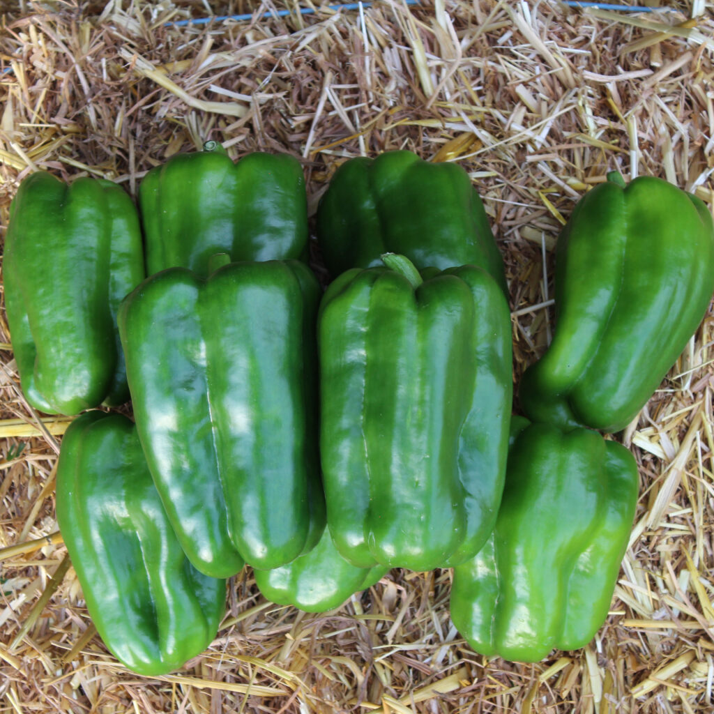 Poivron vert