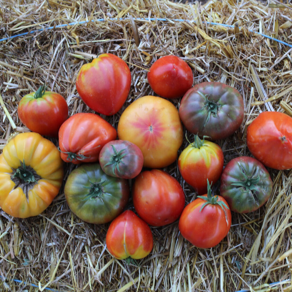 Tomate ancienne