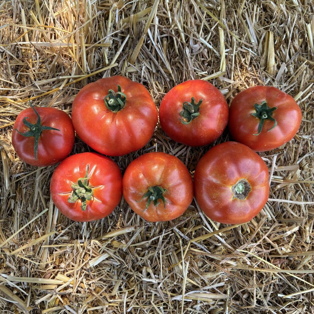 Tomate ronde