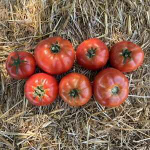 Tomate ronde