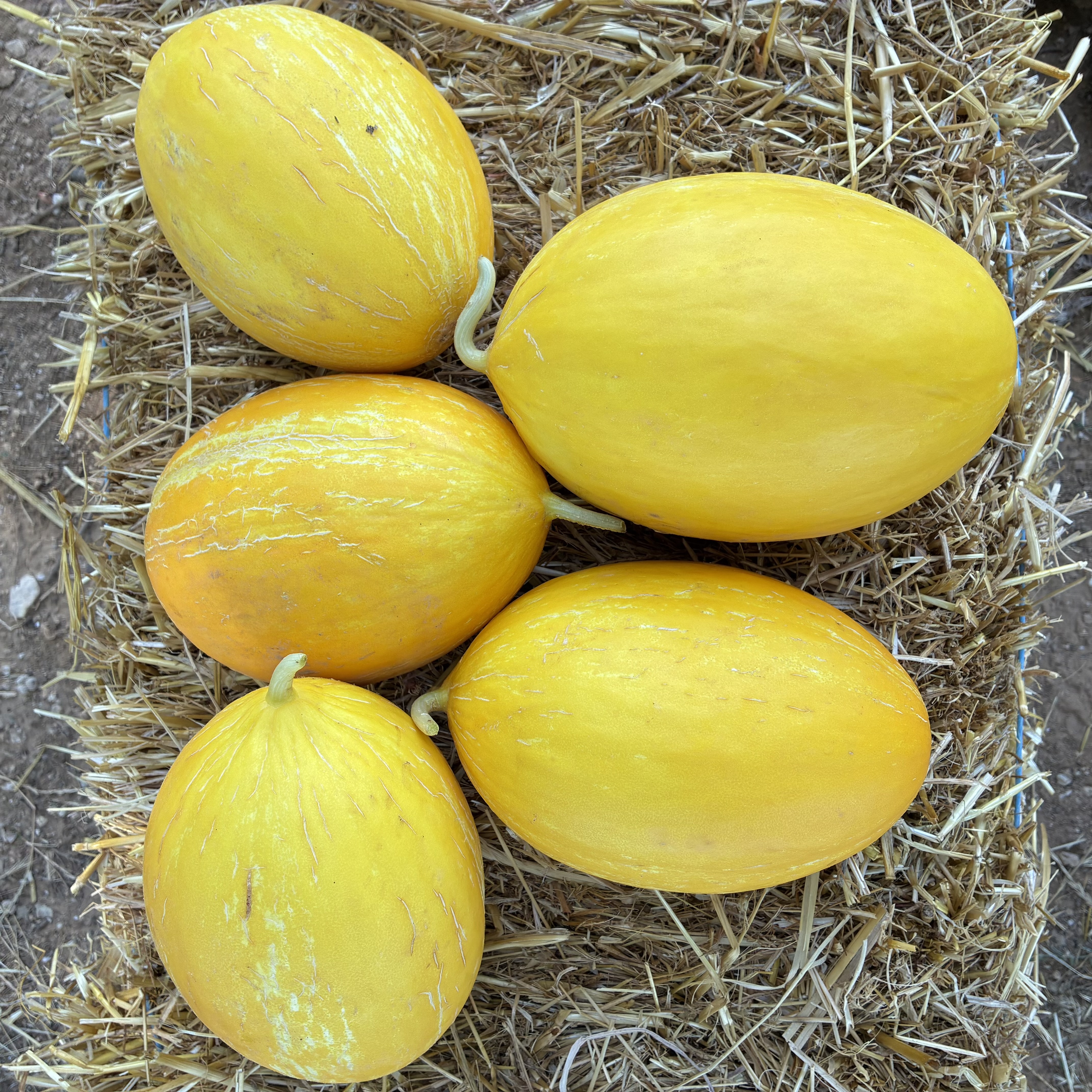 Melon jaune