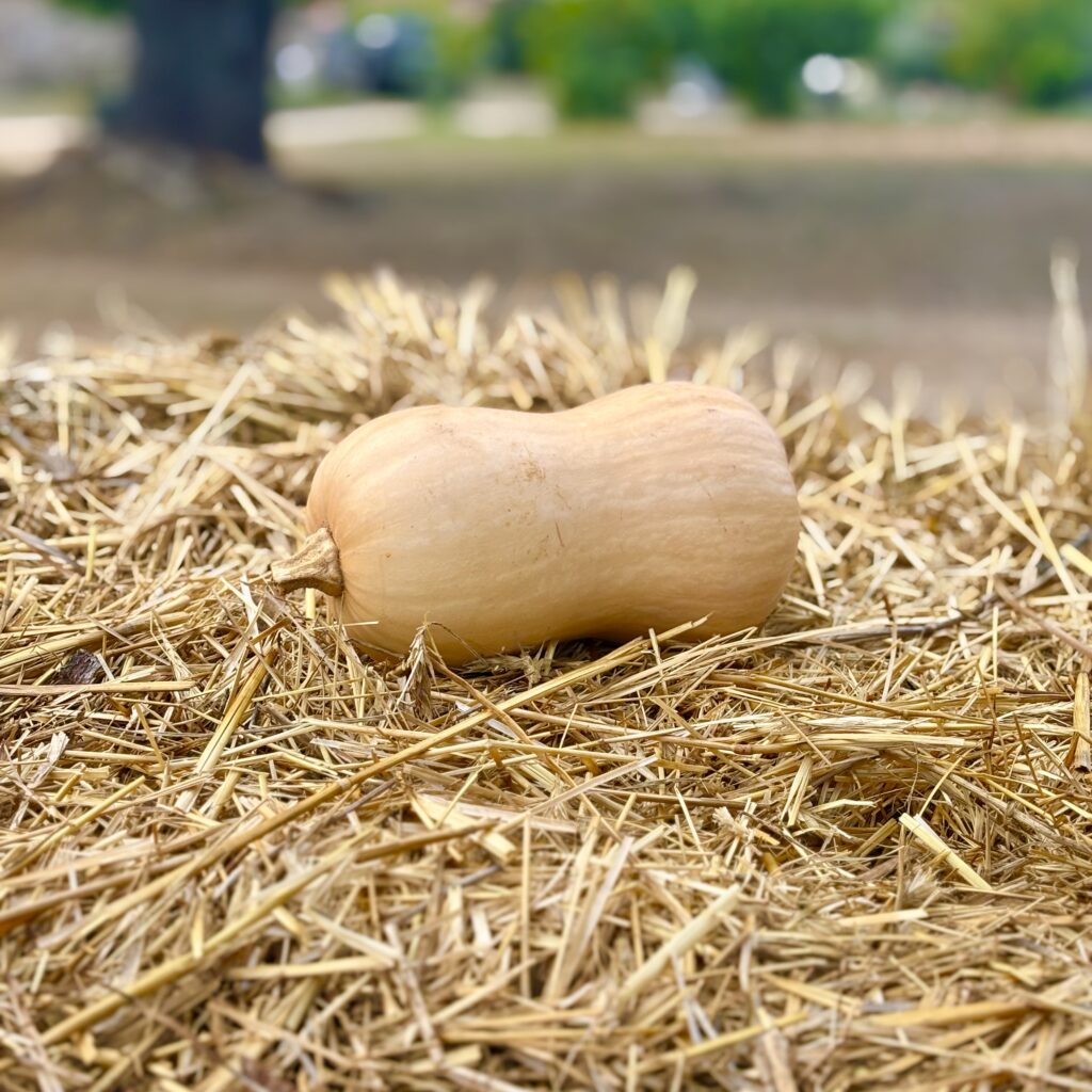 Butternut
