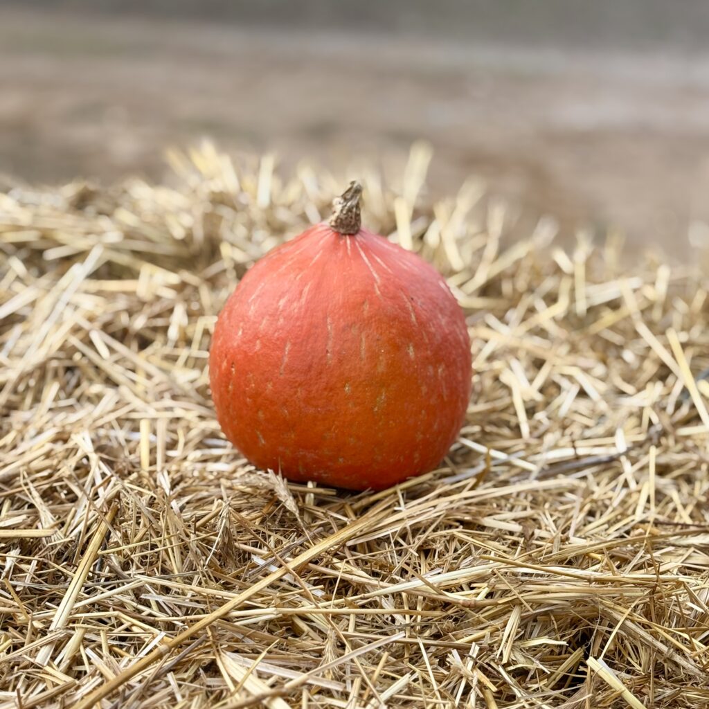 Potimarron